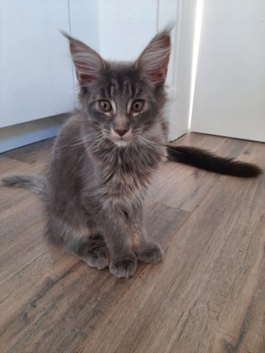 Billy vom Büchigwald